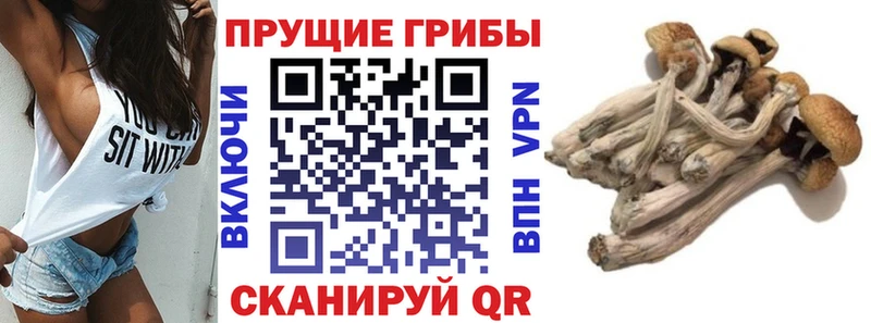 Псилоцибиновые грибы Psilocybe  Ворсма 